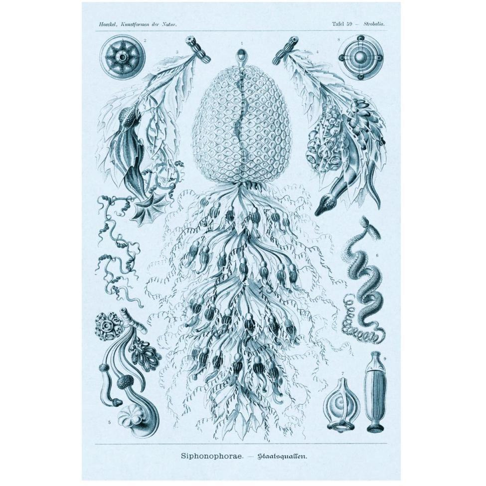 Haeckel Nature Illustrations Siphoneae Hydrozoa - Blue-Green Tint-Paper Art-34&quotx50"