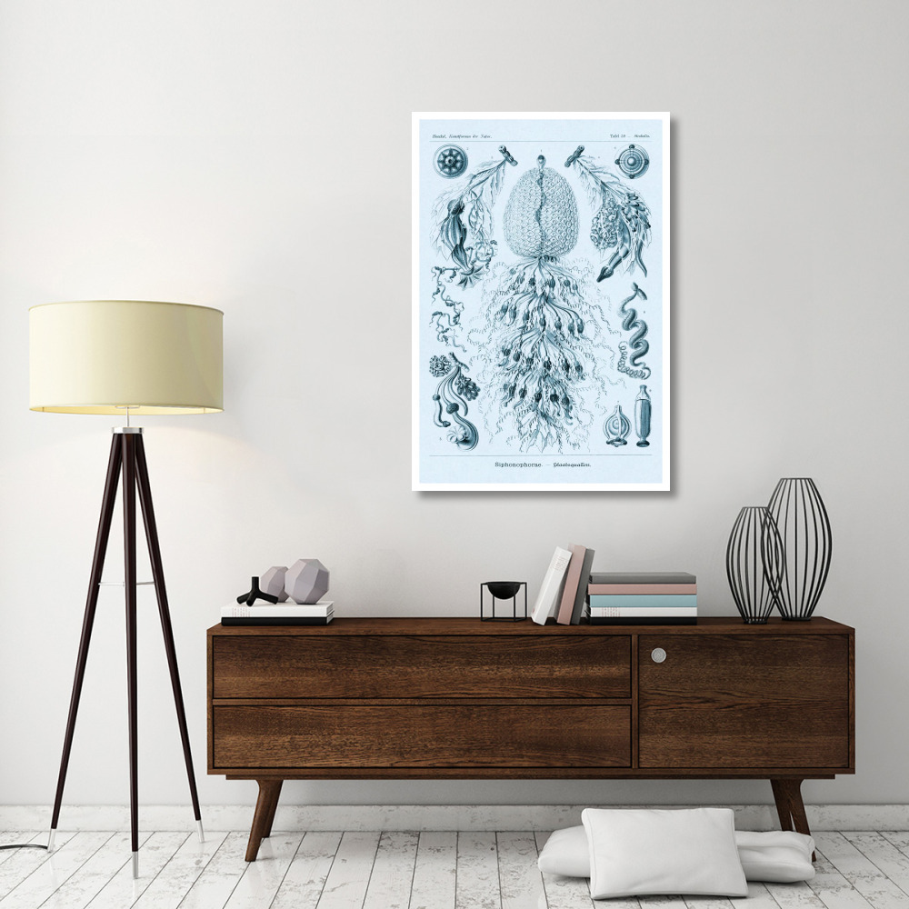 Haeckel Nature Illustrations Siphoneae Hydrozoa - Blue-Green Tint-Paper Art-34&quotx50"