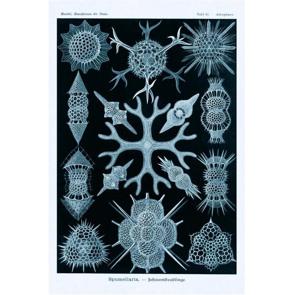 Haeckel Nature Illustrations Spumellaria - Blue-Green Tint-Paper Art-14&quotx20"