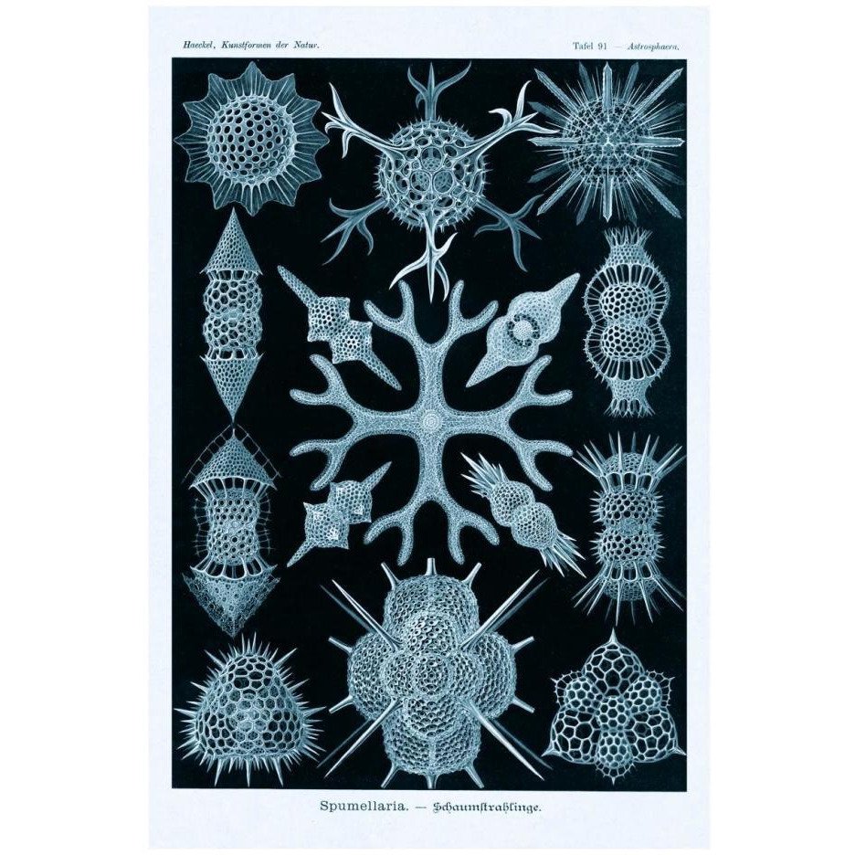 Haeckel Nature Illustrations Spumellaria - Blue-Green Tint-Paper Art-18&quotx26"