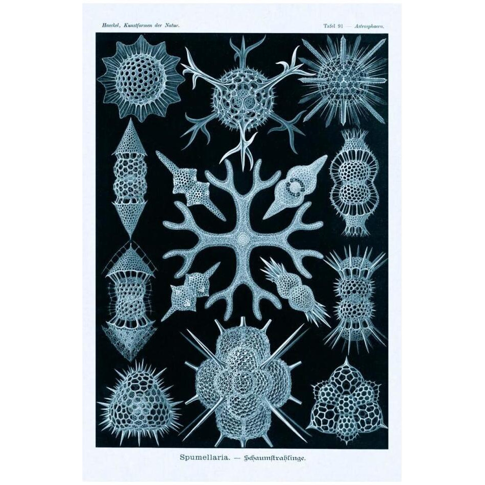 Haeckel Nature Illustrations Spumellaria - Blue-Green Tint-Paper Art-22&quotx32"