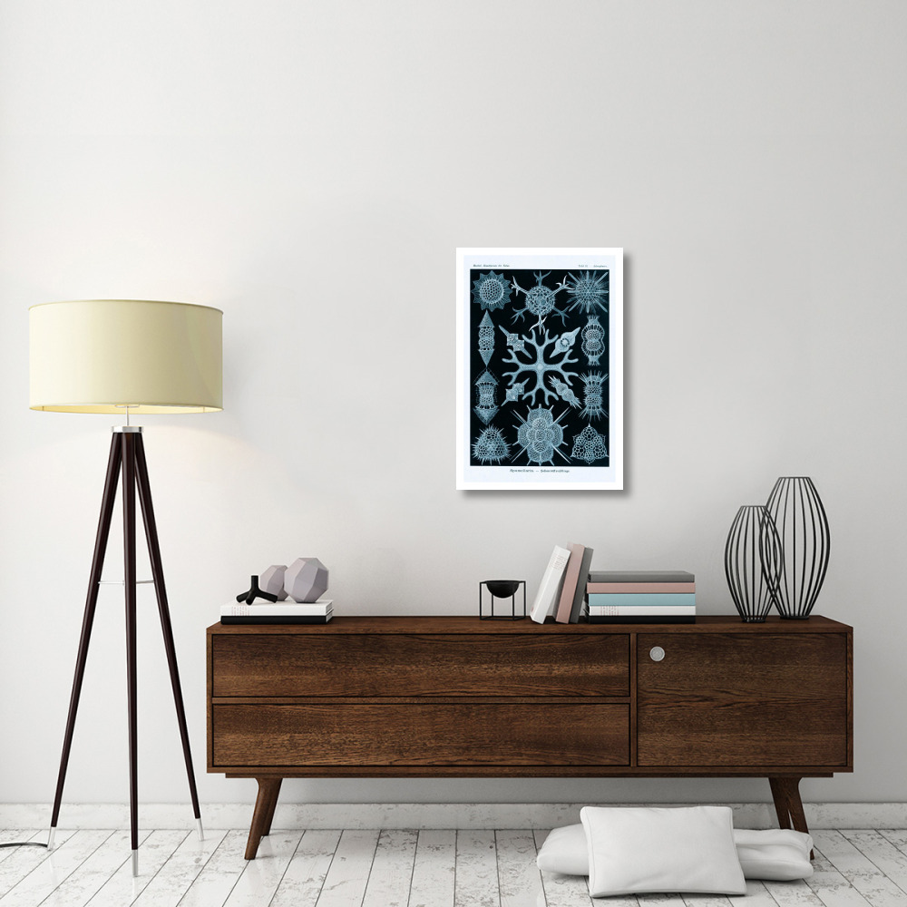 Haeckel Nature Illustrations Spumellaria - Blue-Green Tint-Paper Art-22&quotx32"