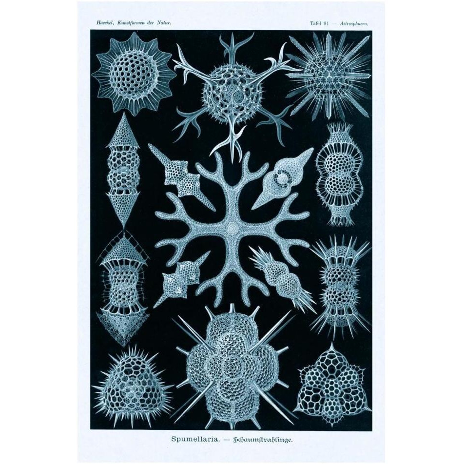 Haeckel Nature Illustrations Spumellaria - Blue-Green Tint-Paper Art-26&quotx38"