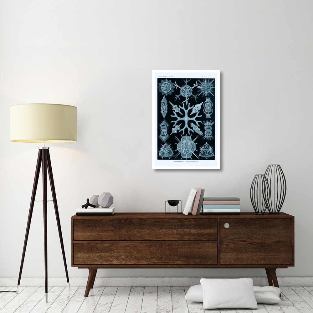 Haeckel Nature Illustrations Spumellaria - Blue-Green Tint-Paper Art-26&quotx38"