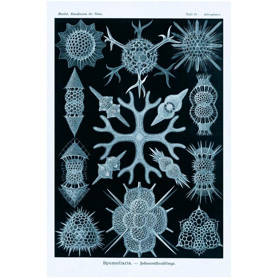 Haeckel Nature Illustrations Spumellaria - Blue-Green Tint-Paper Art-34&quotx50"