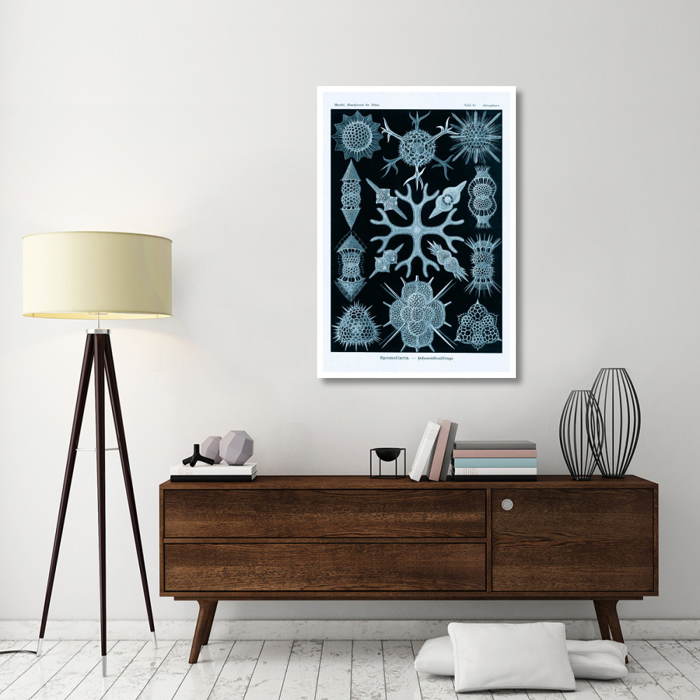 Haeckel Nature Illustrations Spumellaria - Blue-Green Tint-Paper Art-34&quotx50"