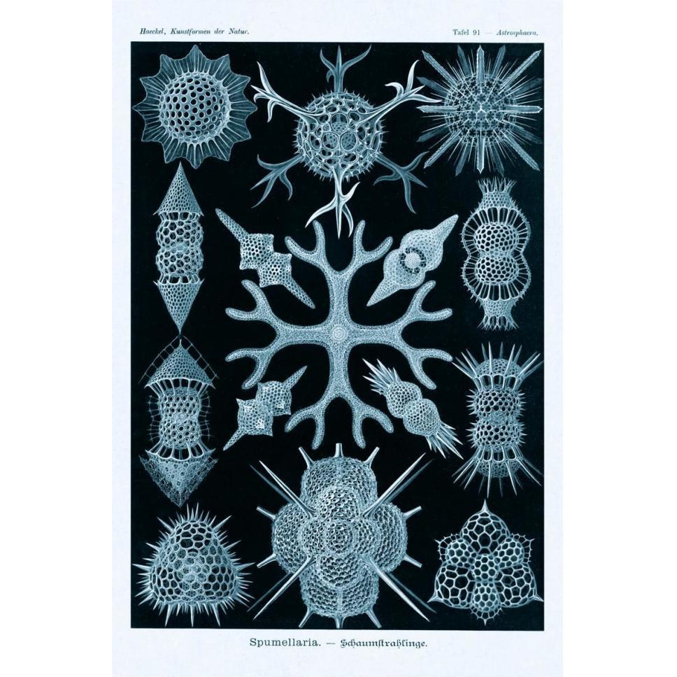 Haeckel Nature Illustrations Spumellaria - Blue-Green Tint-Paper Art-42&quotx62"