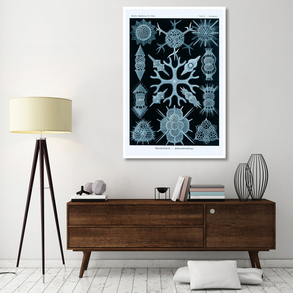 Haeckel Nature Illustrations Spumellaria - Blue-Green Tint-Paper Art-42&quotx62"