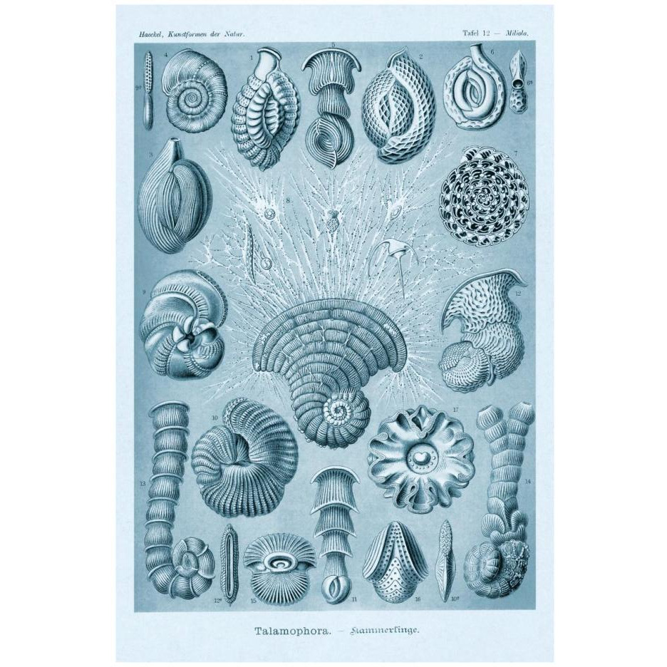 Haeckel Nature Illustrations Talamophora, Formanifera, Rhisopods - Blue-Green Tint-Paper Art-18&quotx26"