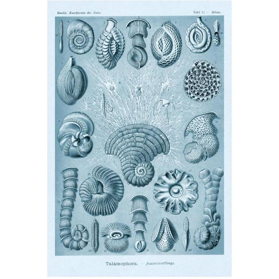 Haeckel Nature Illustrations Talamophora, Formanifera, Rhisopods - Blue-Green Tint-Paper Art-22&quotx32"