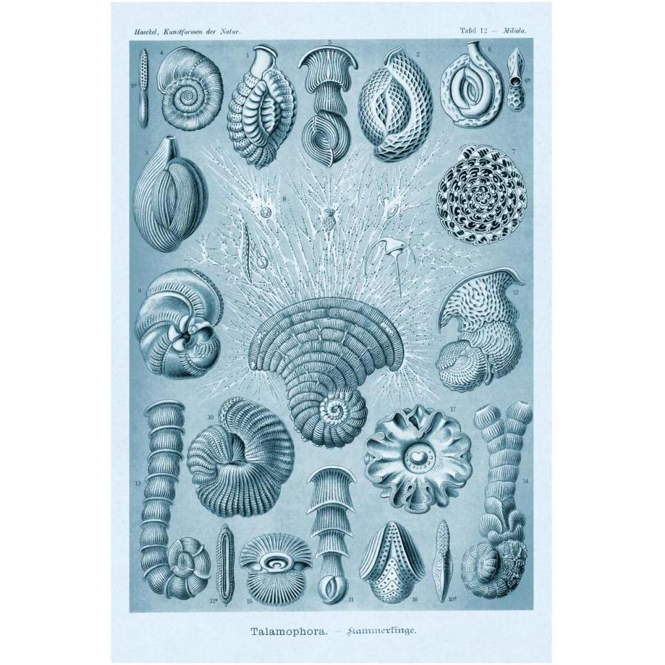 Haeckel Nature Illustrations Talamophora, Formanifera, Rhisopods - Blue-Green Tint-Paper Art-26&quotx38"