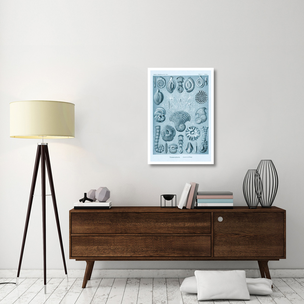 Haeckel Nature Illustrations Talamophora, Formanifera, Rhisopods - Blue-Green Tint-Paper Art-26&quotx38"