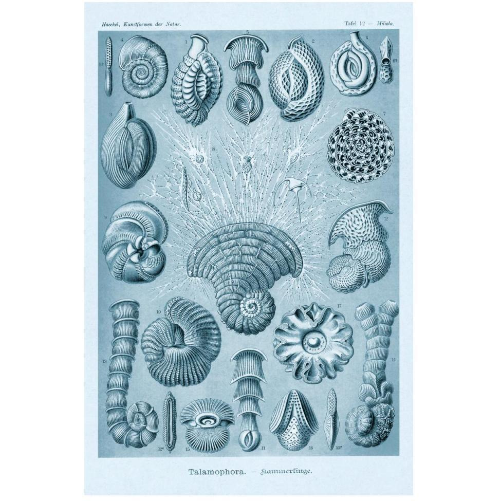 Haeckel Nature Illustrations Talamophora, Formanifera, Rhisopods - Blue-Green Tint-Paper Art-34&quotx50"