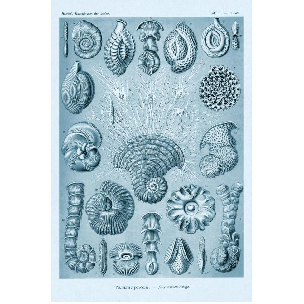 Haeckel Nature Illustrations Talamophora, Formanifera, Rhisopods - Blue-Green Tint-Paper Art-42&quotx62"