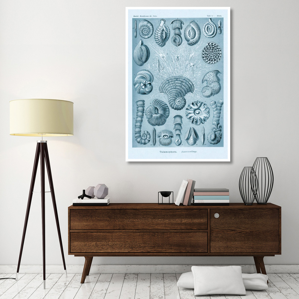 Haeckel Nature Illustrations Talamophora, Formanifera, Rhisopods - Blue-Green Tint-Paper Art-42&quotx62"
