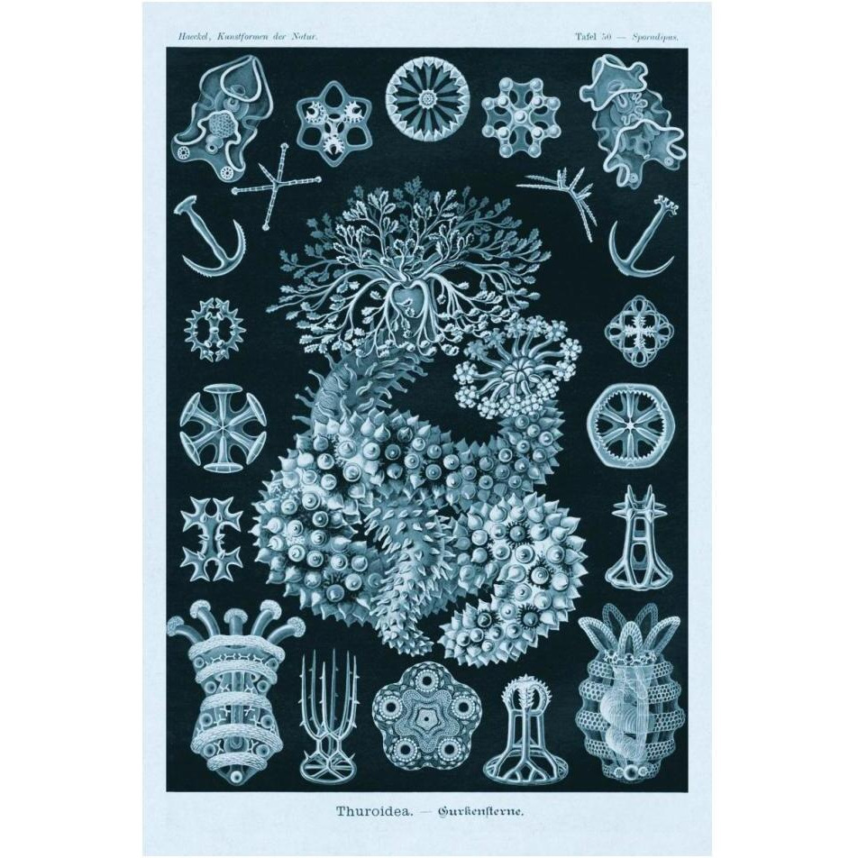 Haeckel Nature Illustrations Sea Cucumbers - Blue-Green Tint-Paper Art-14&quotx20"