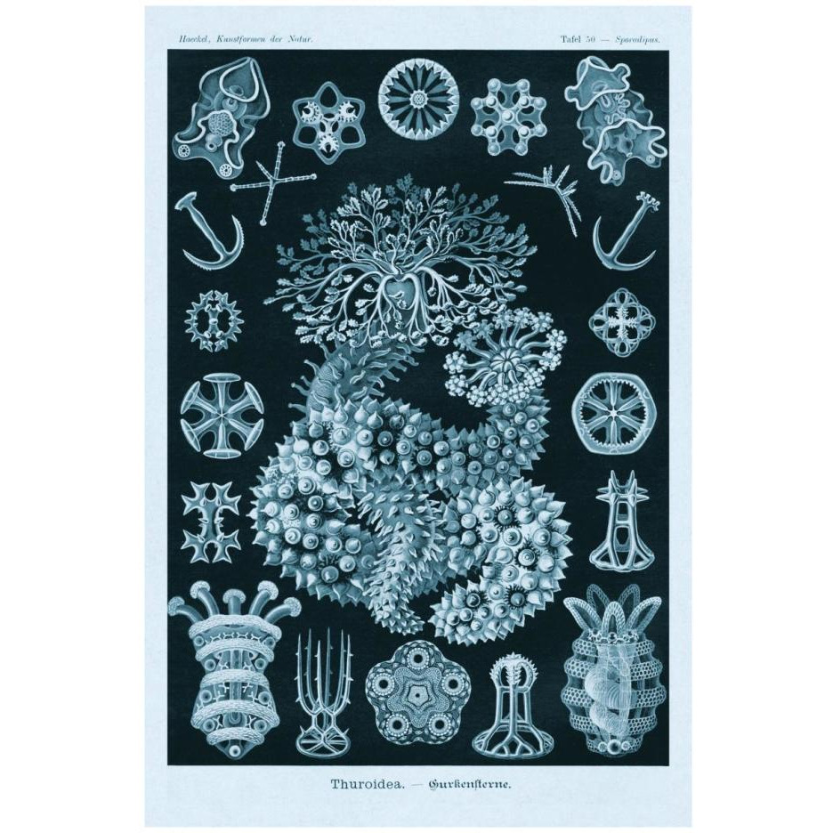 Haeckel Nature Illustrations Sea Cucumbers - Blue-Green Tint-Paper Art-18&quotx26"