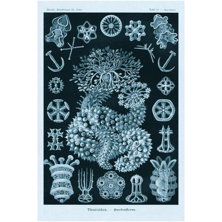 Haeckel Nature Illustrations Sea Cucumbers - Blue-Green Tint-Paper Art-22&quotx32"