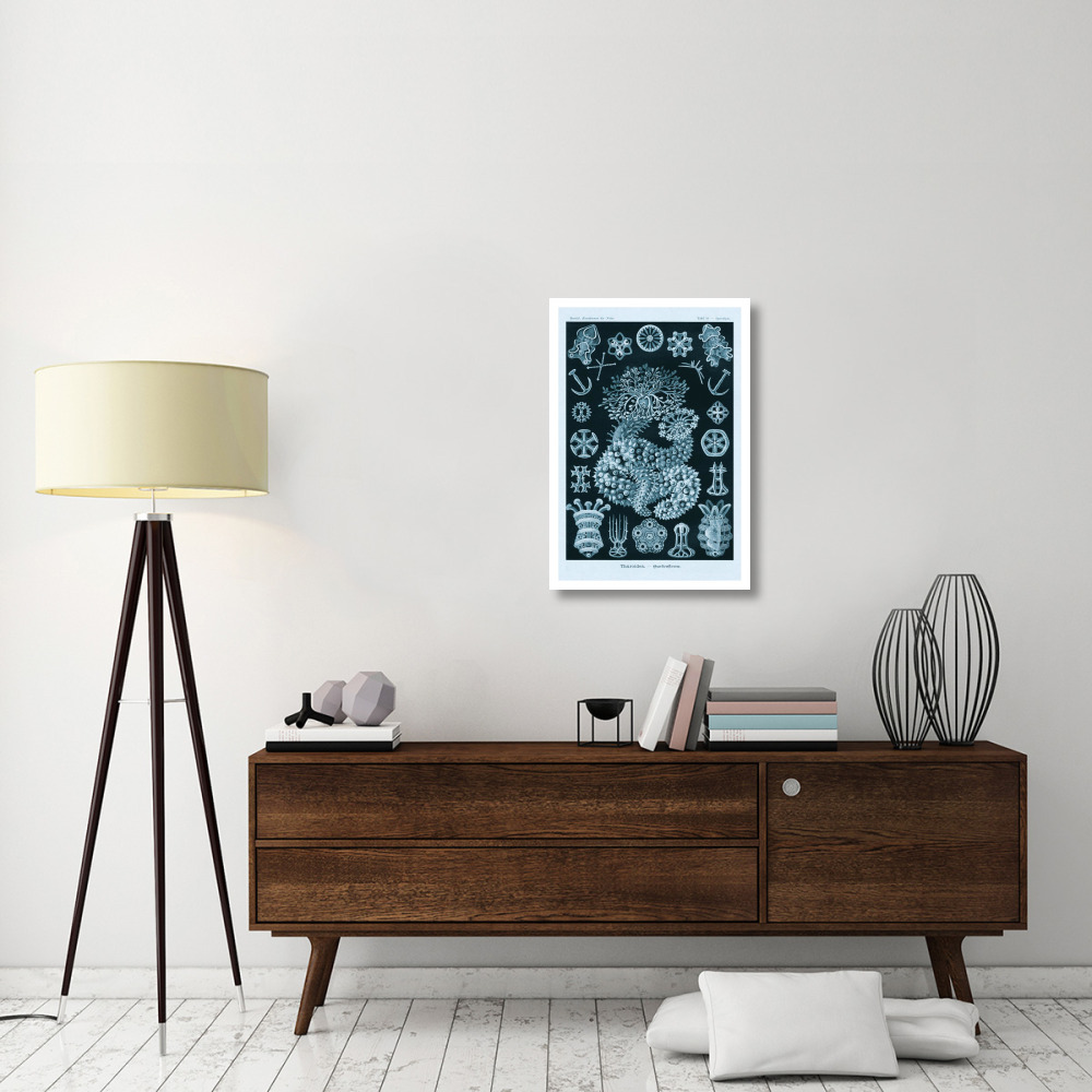 Haeckel Nature Illustrations Sea Cucumbers - Blue-Green Tint-Paper Art-22&quotx32"