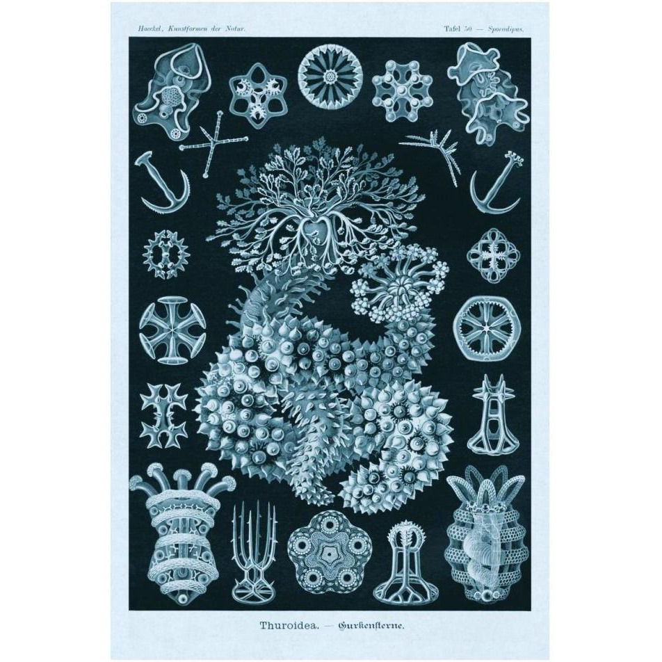 Haeckel Nature Illustrations Sea Cucumbers - Blue-Green Tint-Paper Art-26&quotx38"