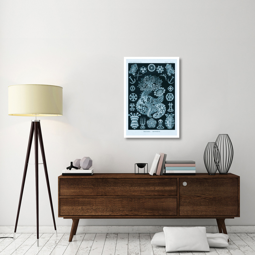 Haeckel Nature Illustrations Sea Cucumbers - Blue-Green Tint-Paper Art-26&quotx38"