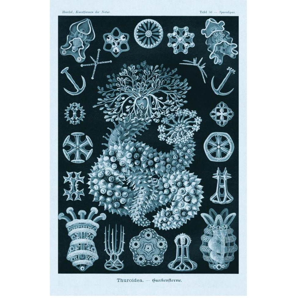 Haeckel Nature Illustrations Sea Cucumbers - Blue-Green Tint-Paper Art-42&quotx62"