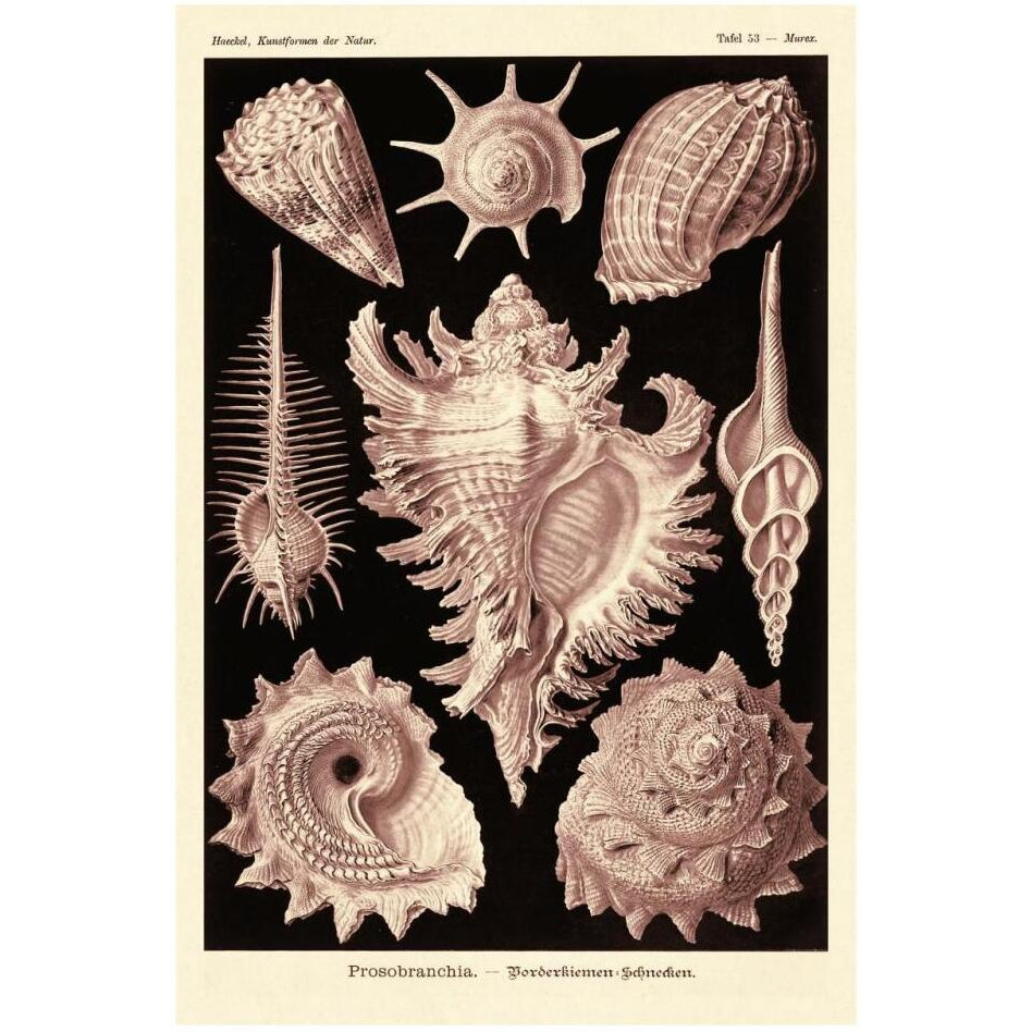 Haeckel Nature Illustrations Gastropods - Rose Tint-Paper Art-22&quotx32"