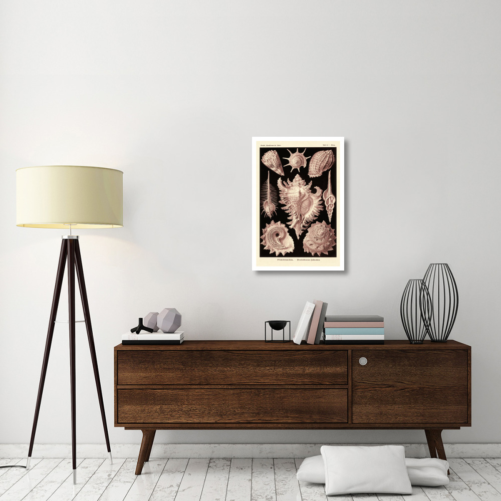 Haeckel Nature Illustrations Gastropods - Rose Tint-Paper Art-22&quotx32"