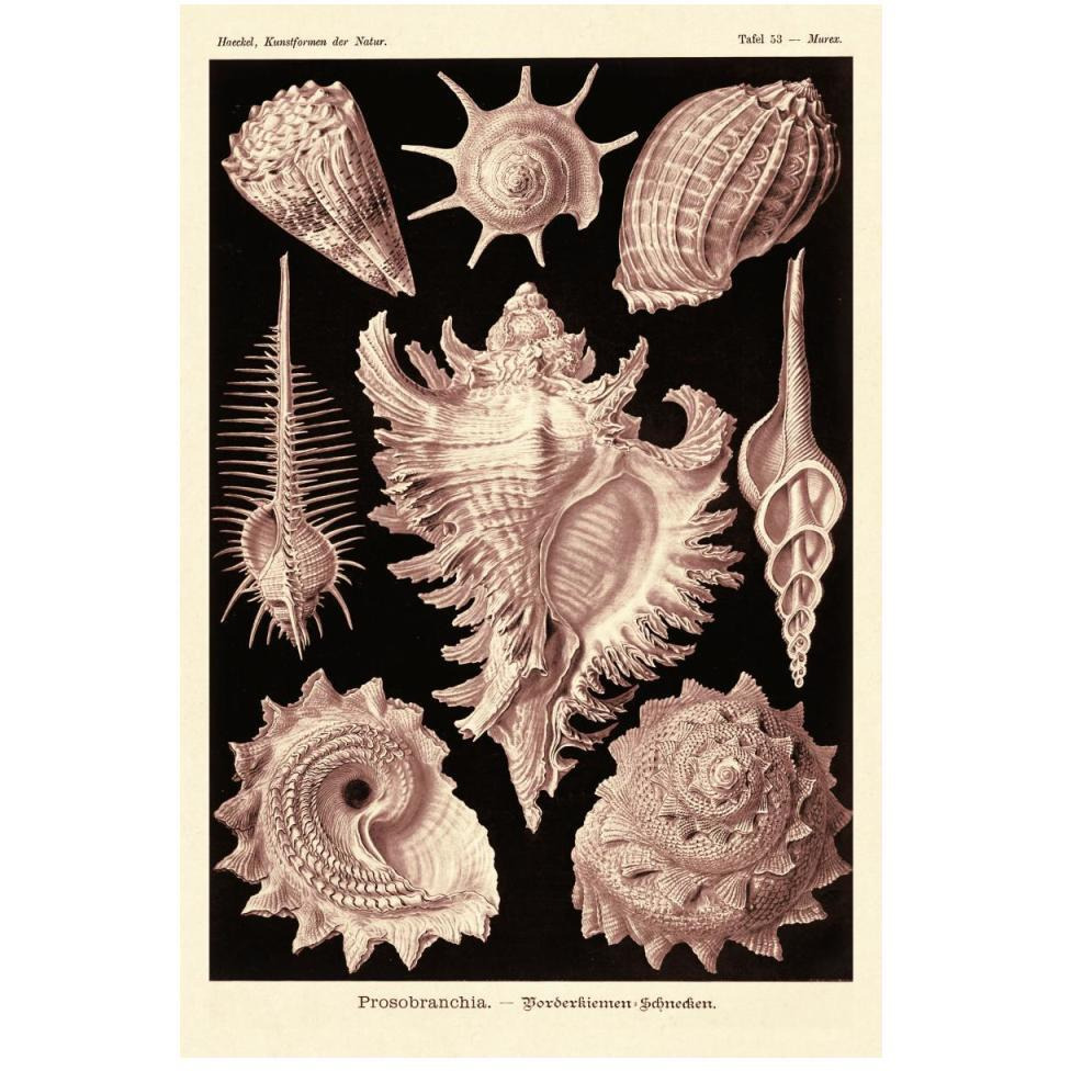 Haeckel Nature Illustrations Gastropods - Rose Tint-Paper Art-34&quotx50"