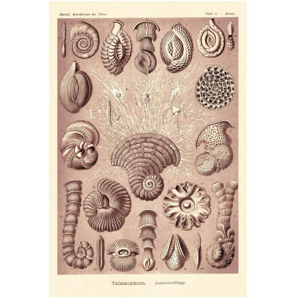 Haeckel Nature Illustrations Talamophora, Formanifera, Rhisopods - Rose Tint-Paper Art-14&quotx20"