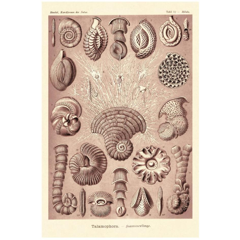 Haeckel Nature Illustrations Talamophora, Formanifera, Rhisopods - Rose Tint-Paper Art-18&quotx26"