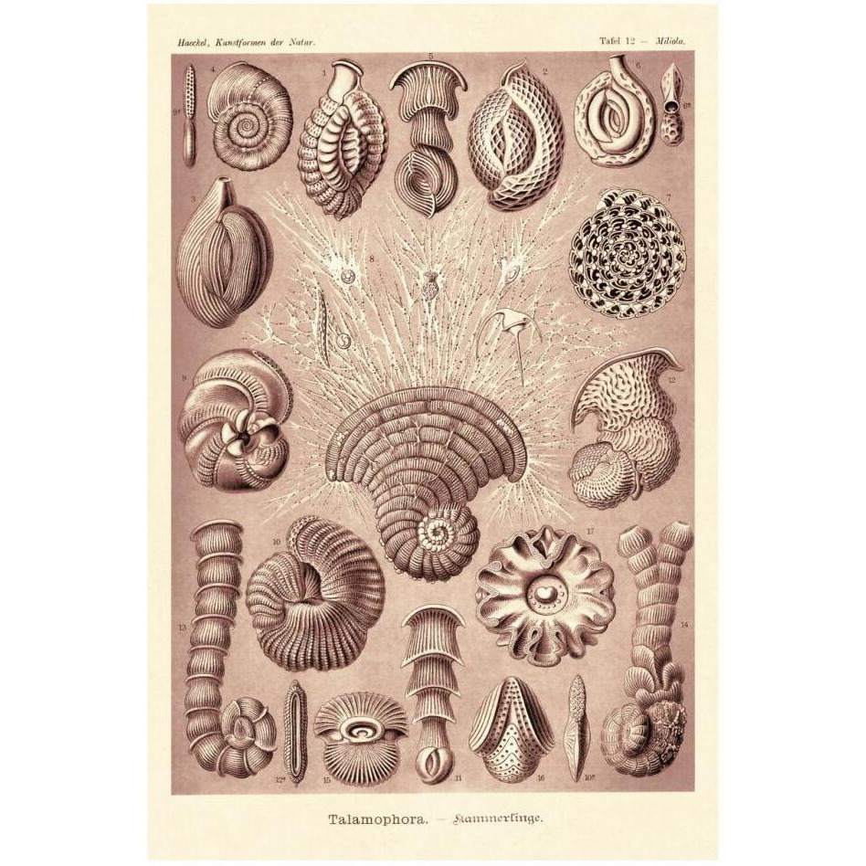 Haeckel Nature Illustrations Talamophora, Formanifera, Rhisopods - Rose Tint-Paper Art-22&quotx32"