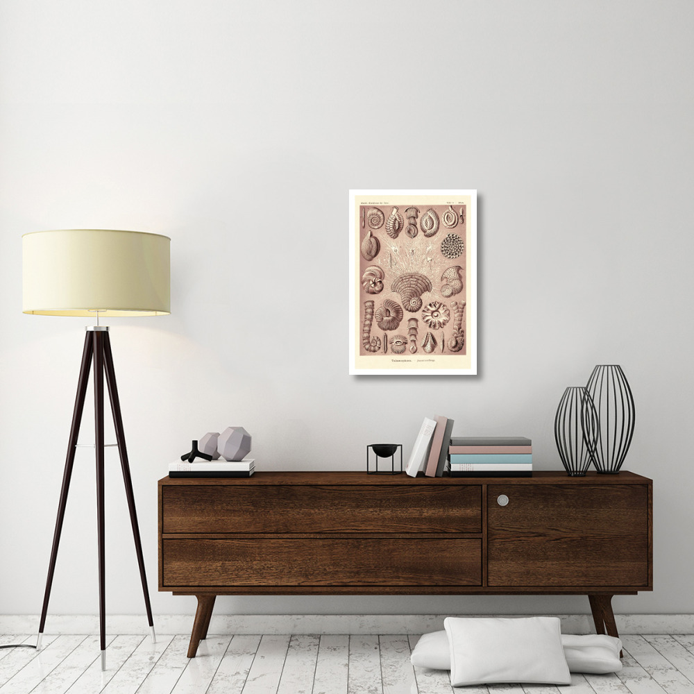 Haeckel Nature Illustrations Talamophora, Formanifera, Rhisopods - Rose Tint-Paper Art-22&quotx32"
