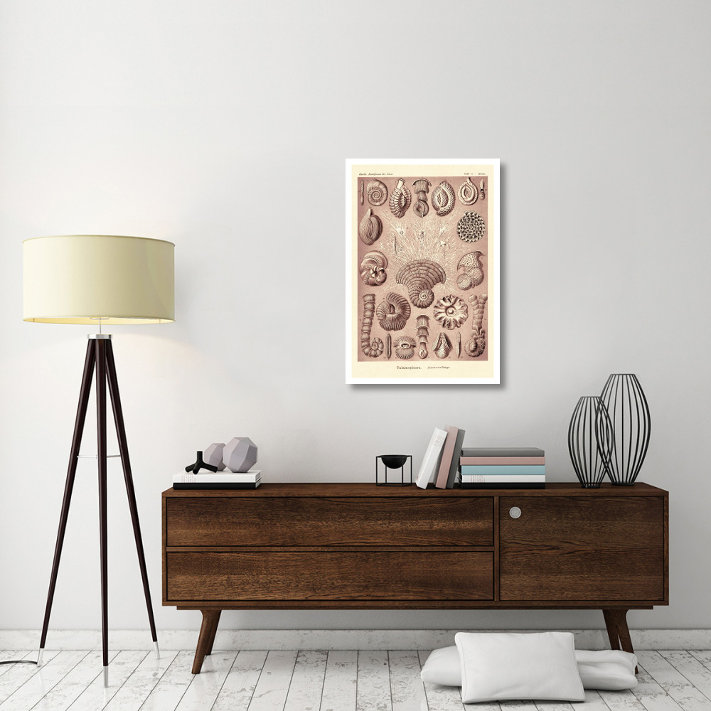 Haeckel Nature Illustrations Talamophora, Formanifera, Rhisopods - Rose Tint-Paper Art-26&quotx38"