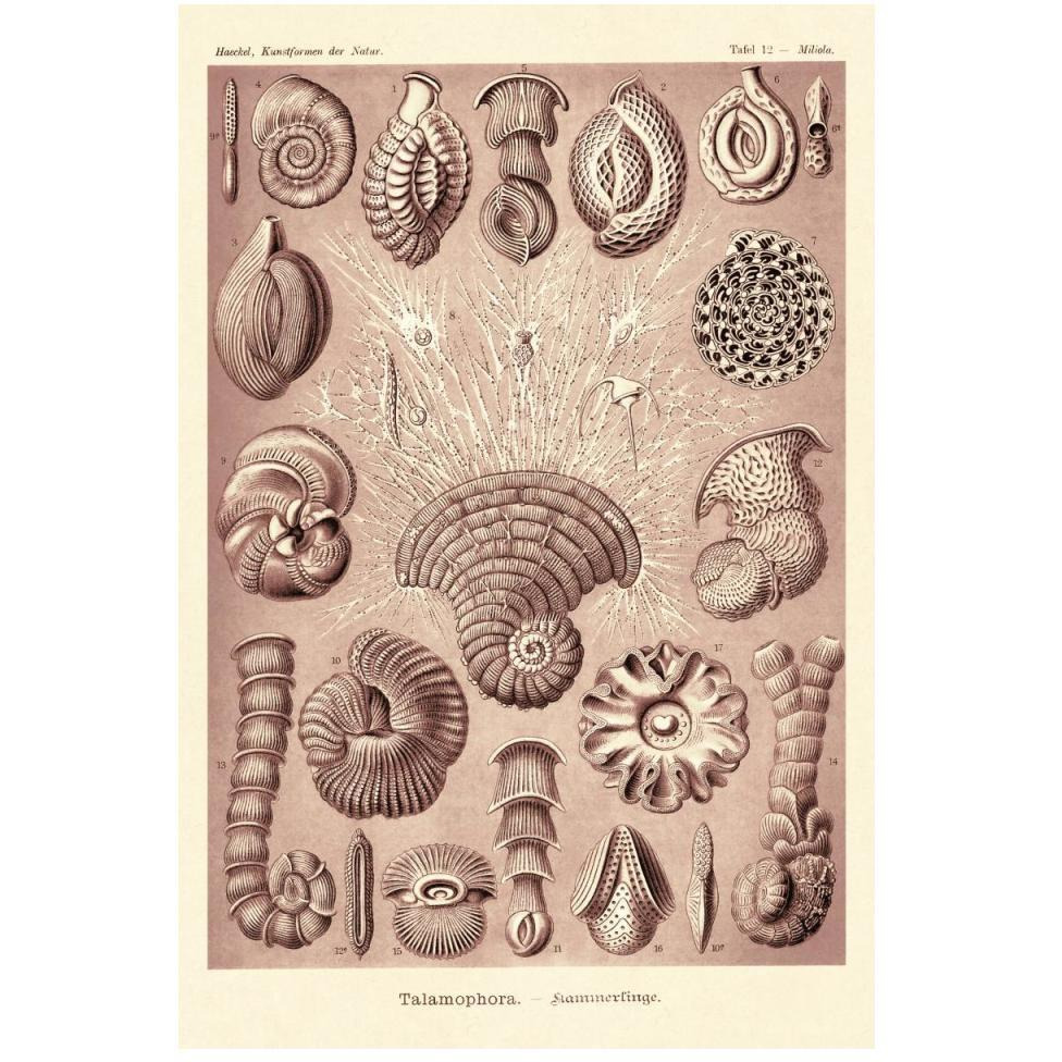 Haeckel Nature Illustrations Talamophora, Formanifera, Rhisopods - Rose Tint-Paper Art-34&quotx50"