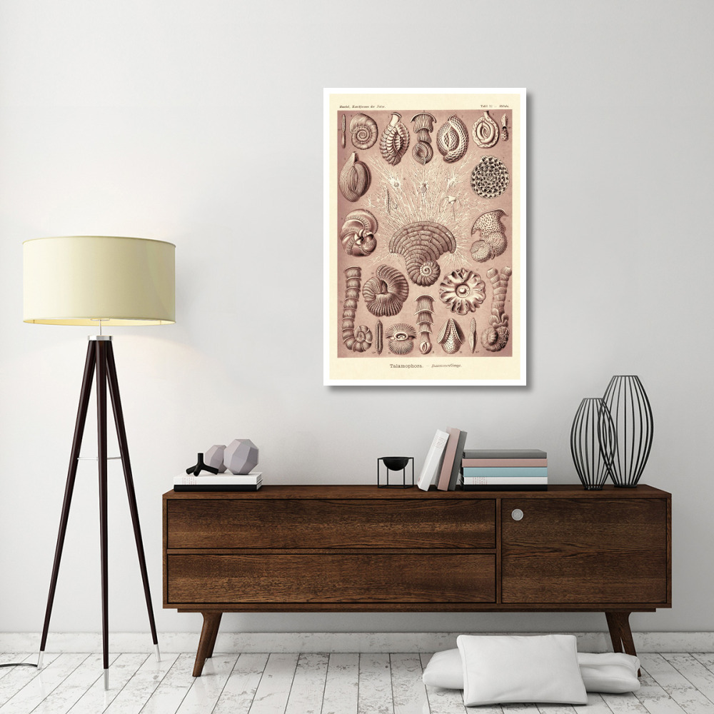 Haeckel Nature Illustrations Talamophora, Formanifera, Rhisopods - Rose Tint-Paper Art-34&quotx50"