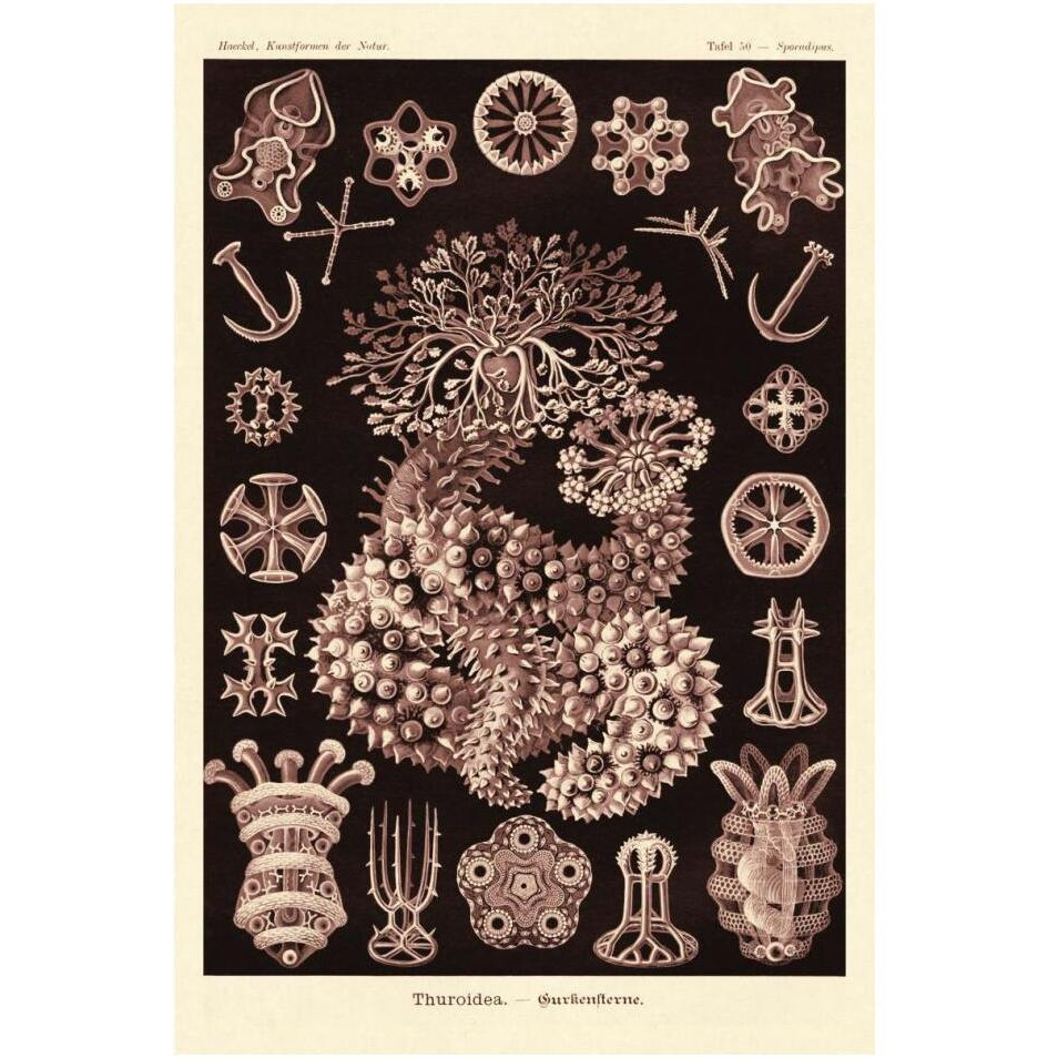 Haeckel Nature Illustrations Sea Cucumbers- Rose Tint-Paper Art-14&quotx20"