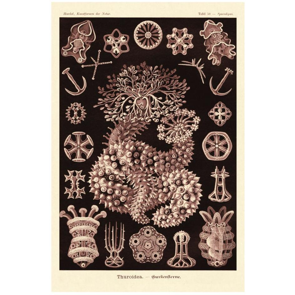 Haeckel Nature Illustrations Sea Cucumbers- Rose Tint-Paper Art-18&quotx26"