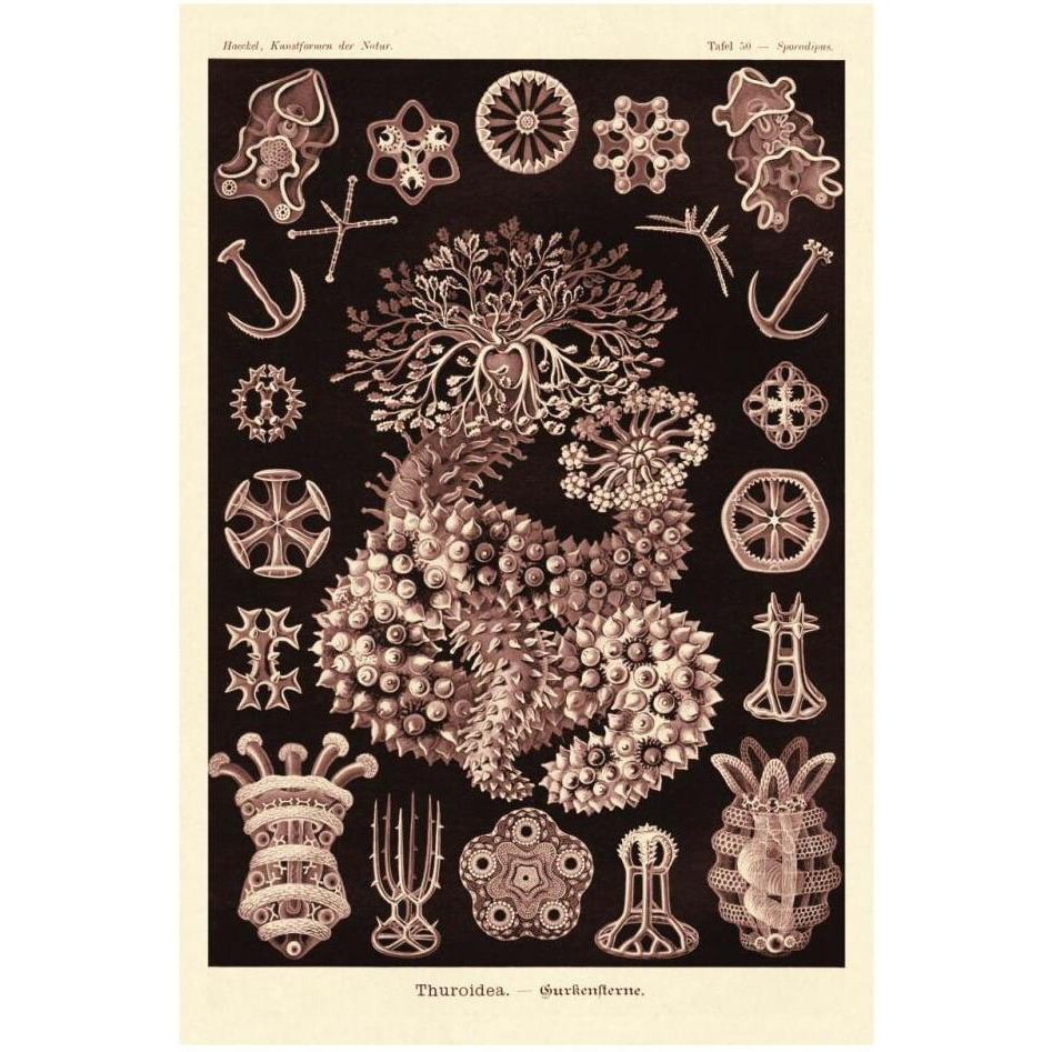 Haeckel Nature Illustrations Sea Cucumbers- Rose Tint-Paper Art-22&quotx32"