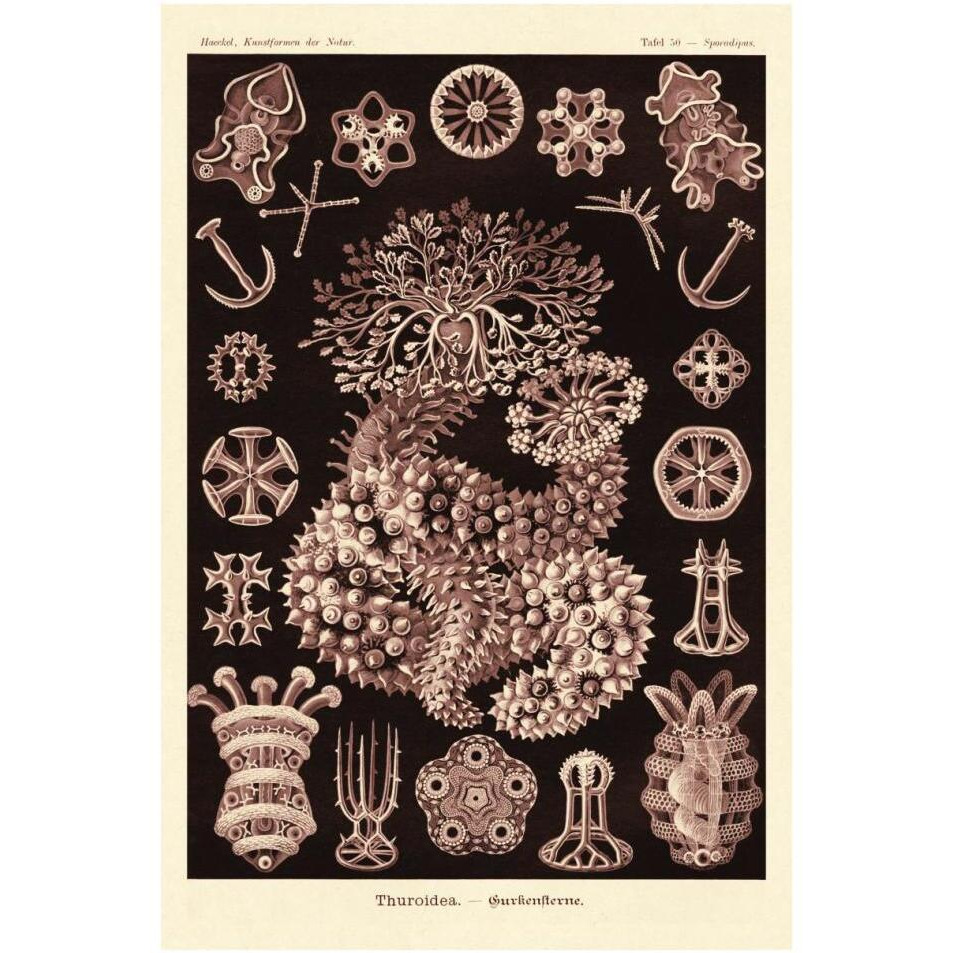 Haeckel Nature Illustrations Sea Cucumbers- Rose Tint-Paper Art-26&quotx38"