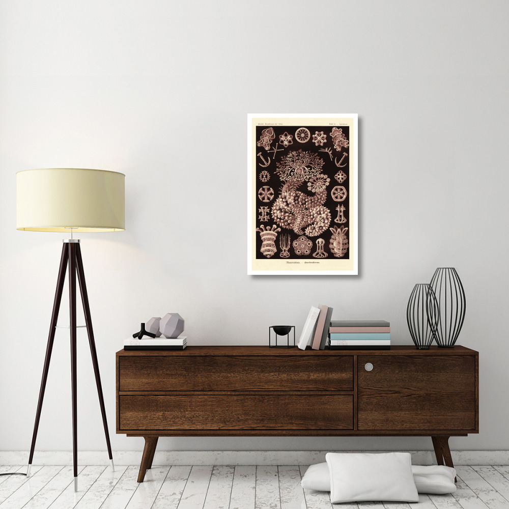 Haeckel Nature Illustrations Sea Cucumbers- Rose Tint-Paper Art-26&quotx38"
