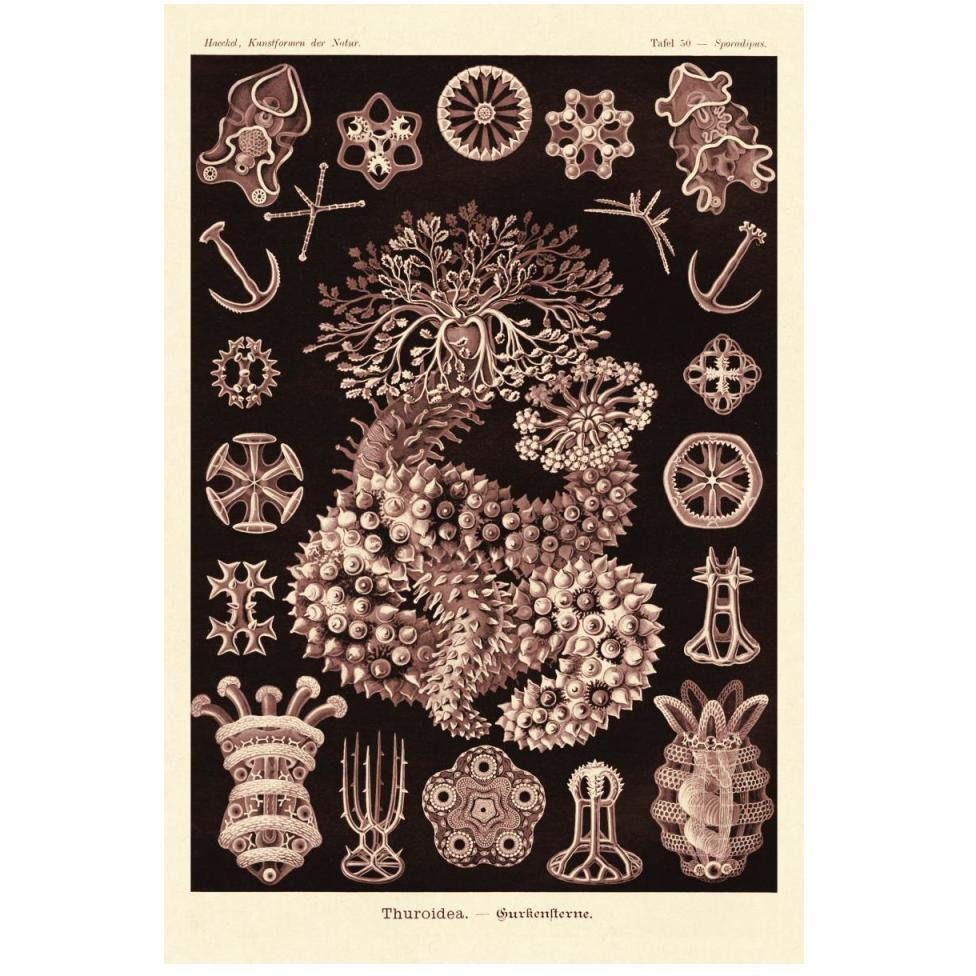 Haeckel Nature Illustrations Sea Cucumbers- Rose Tint-Paper Art-34&quotx50"