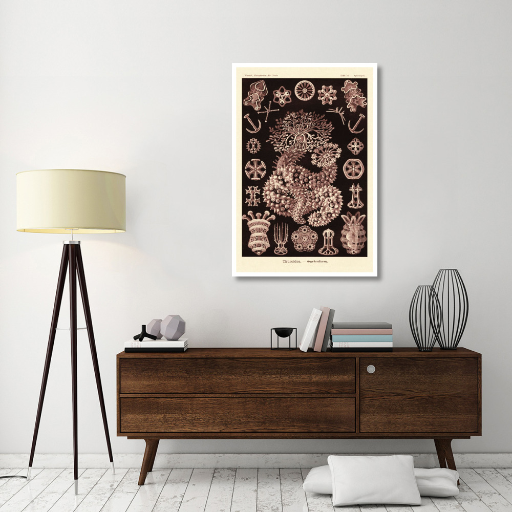 Haeckel Nature Illustrations Sea Cucumbers- Rose Tint-Paper Art-34&quotx50"
