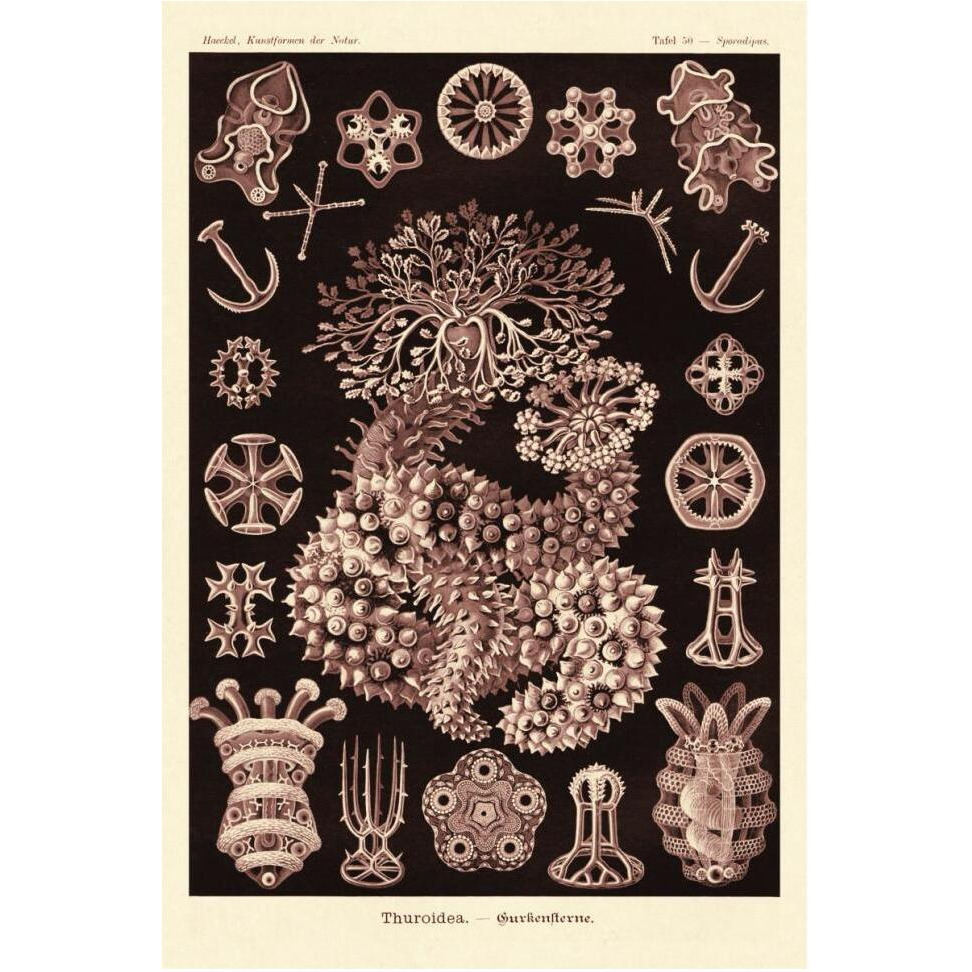 Haeckel Nature Illustrations Sea Cucumbers- Rose Tint-Paper Art-42&quotx62"
