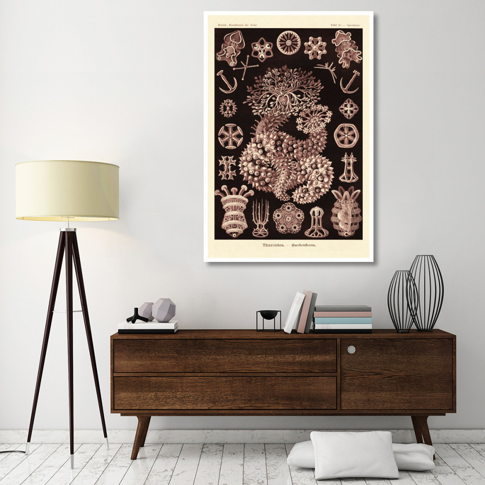 Haeckel Nature Illustrations Sea Cucumbers- Rose Tint-Paper Art-42&quotx62"