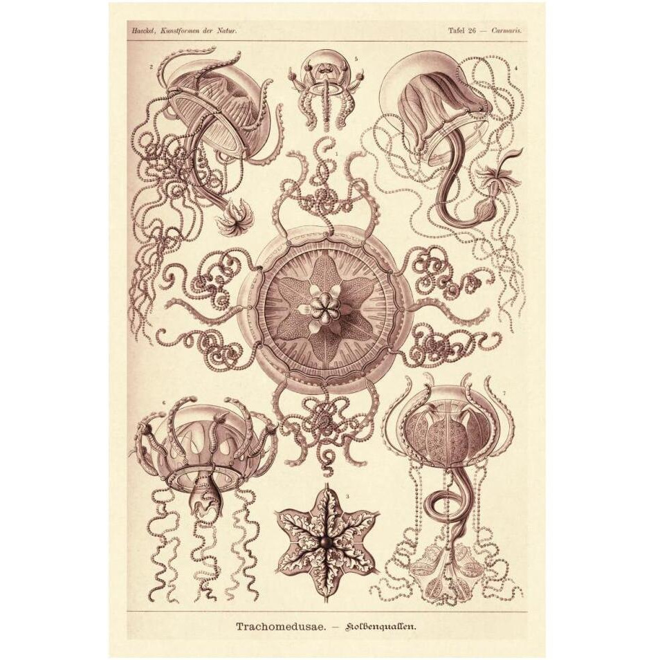 Haeckel Nature Illustrations Trachomedusae - Jellyfish - Rose Tint-Paper Art-14&quotx20"