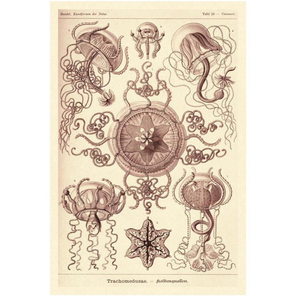 Haeckel Nature Illustrations Trachomedusae - Jellyfish - Rose Tint-Paper Art-26&quotx38"