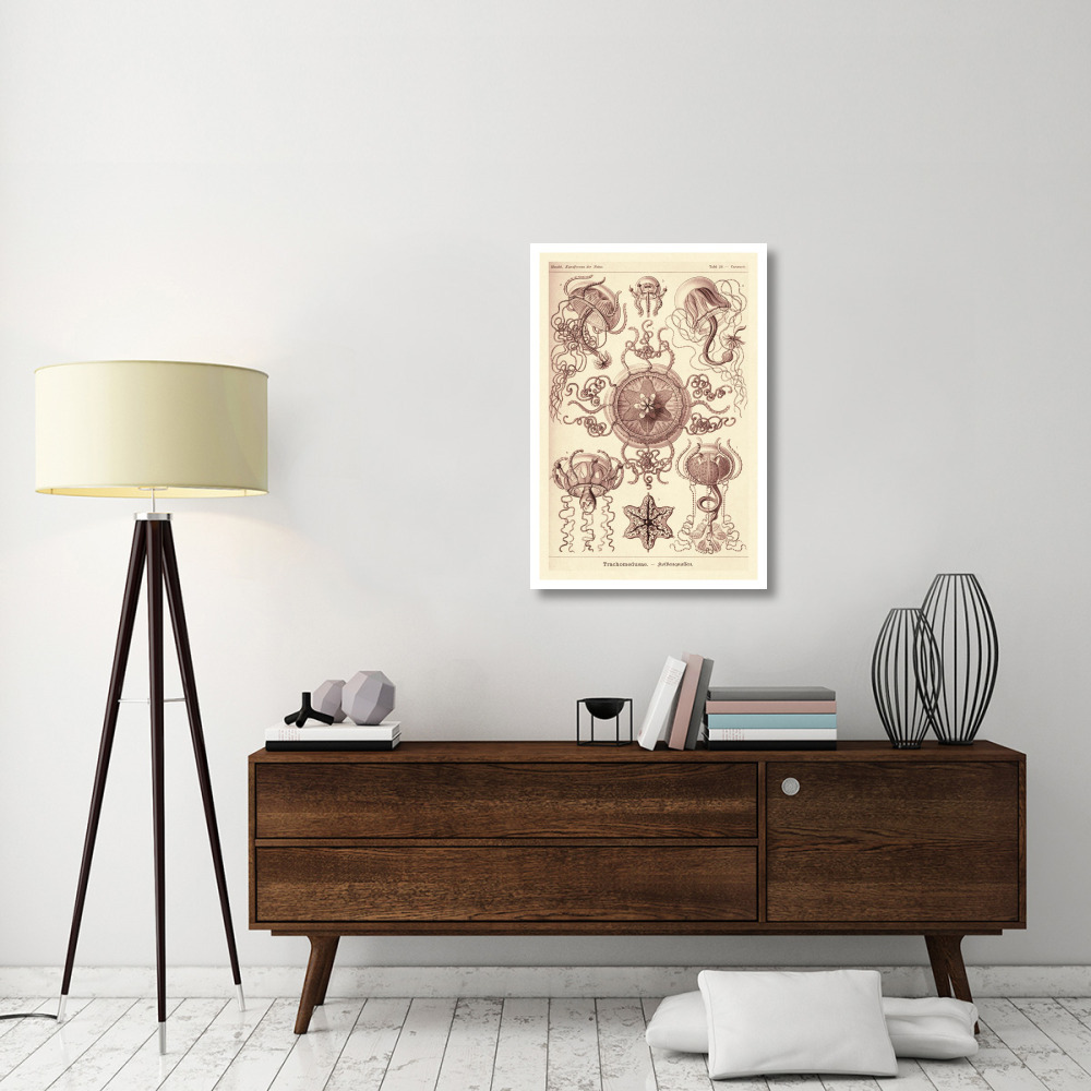 Haeckel Nature Illustrations Trachomedusae - Jellyfish - Rose Tint-Paper Art-26&quotx38"