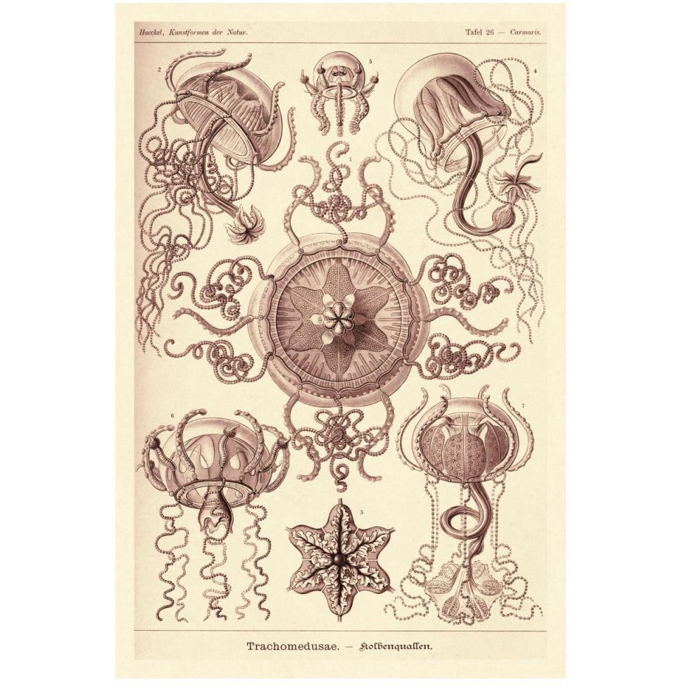 Haeckel Nature Illustrations Trachomedusae - Jellyfish - Rose Tint-Paper Art-34&quotx50"