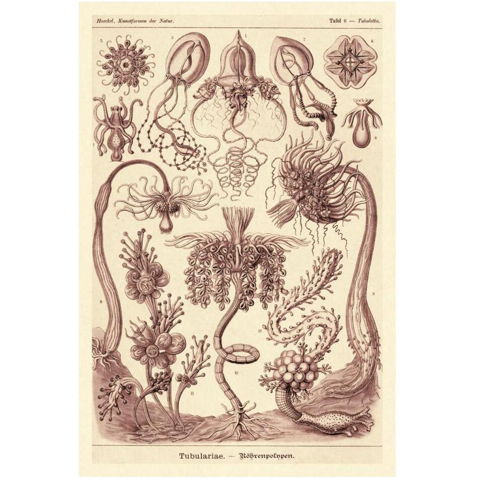 Haeckel Nature Illustrations Tubularida - Tubularians - Rose Tint-Paper Art-14&quotx20"